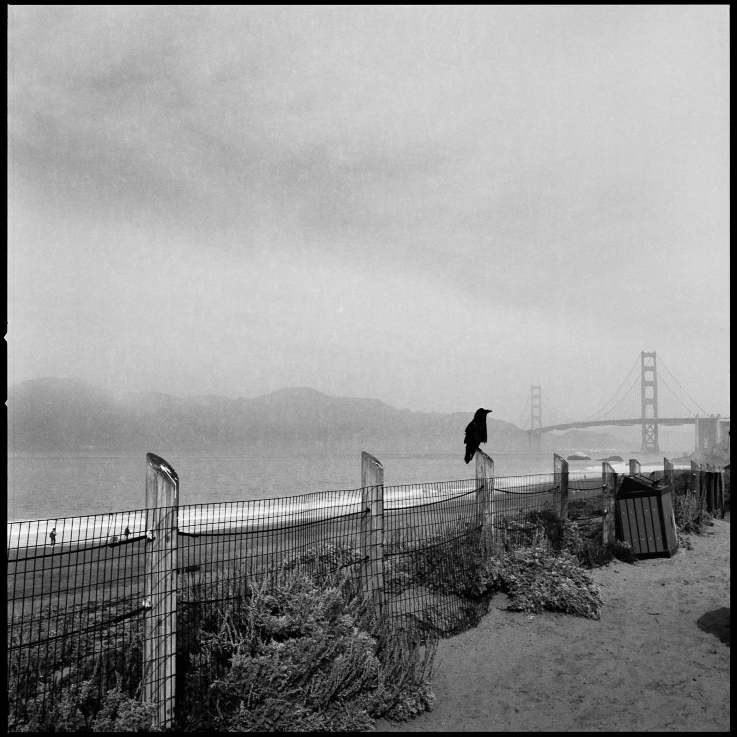 A crow sitting on a fencepost at Baker Beach.