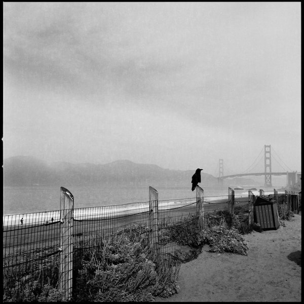 A crow sitting on a fencepost at Baker Beach