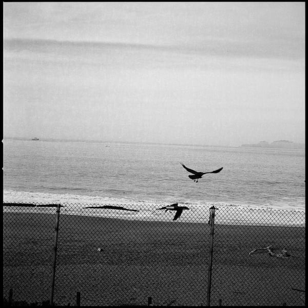 Crows flying at Baker Beach