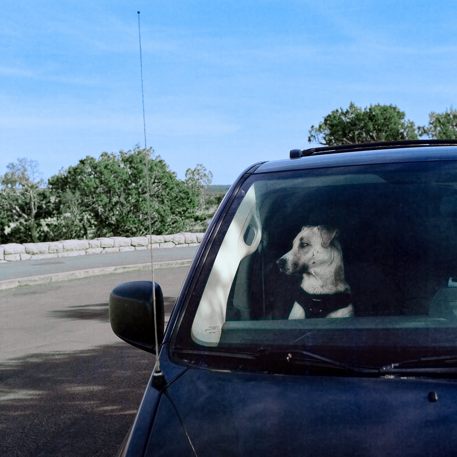 A dog waiting patiently in a van at the Grand Canyon